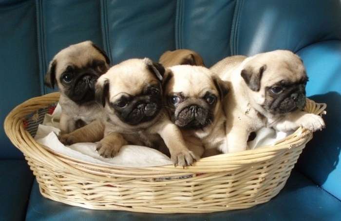 纯种巴哥犬标准价格（巴哥犬多少钱一只）