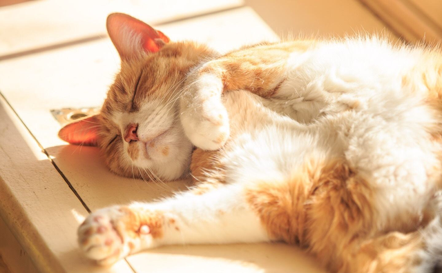 猫咪多大算成猫(十二个月左右)