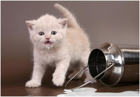 猫会记住教训吗