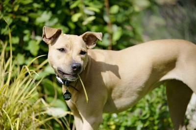 狗狗为什么吃草(人教狗狗吃东西)