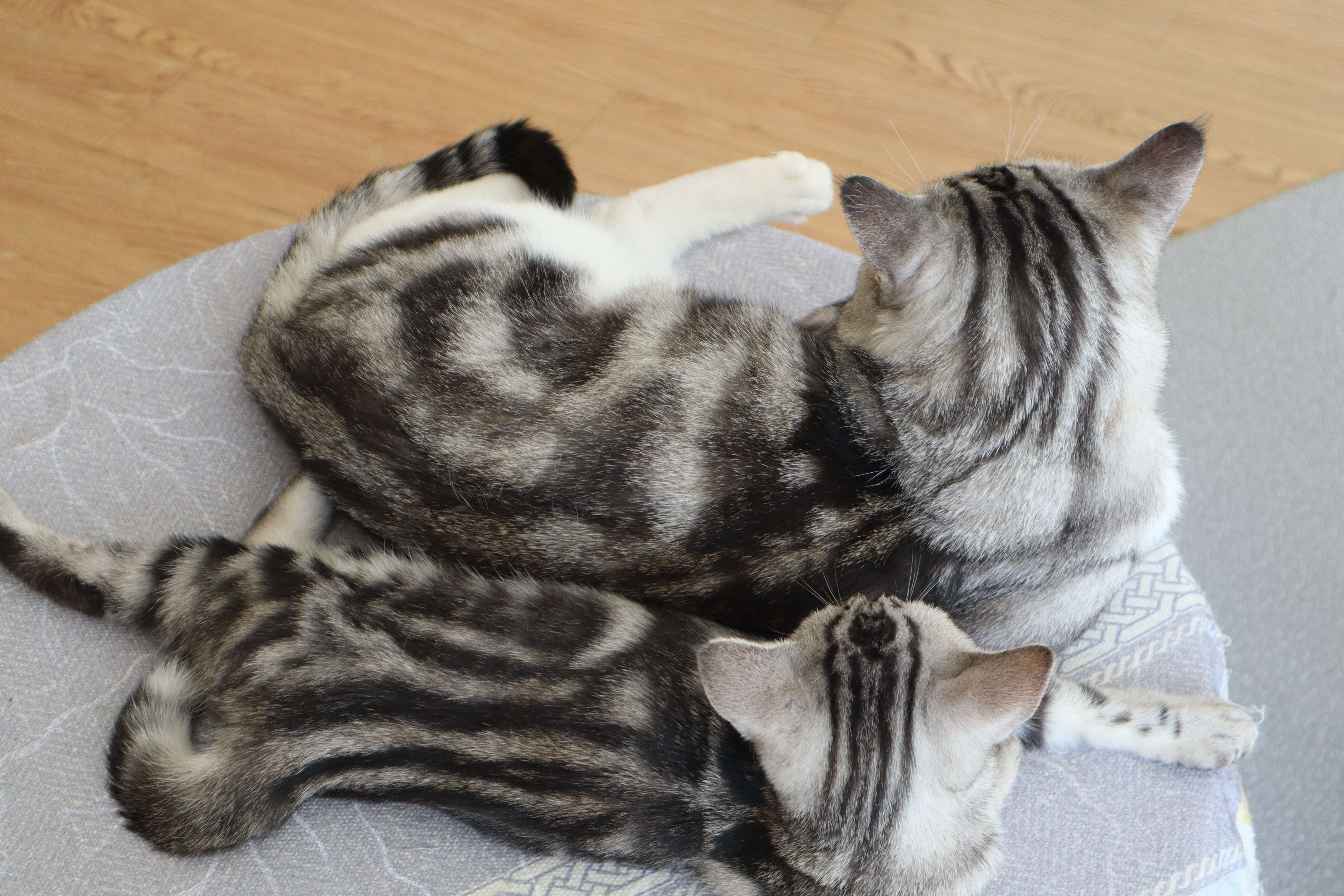 非纯种猫怎么养才好呢（附：非纯种猫饲养小方法）