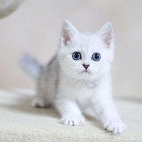 银渐层猫猫的寿命