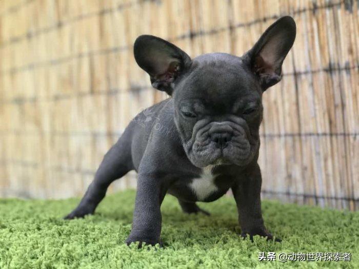 母狗萌萌（最萌小狗图片大全）