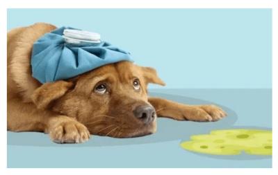 给鹦鹉取个好听的名字（看看还有哪些鹦鹉品种）