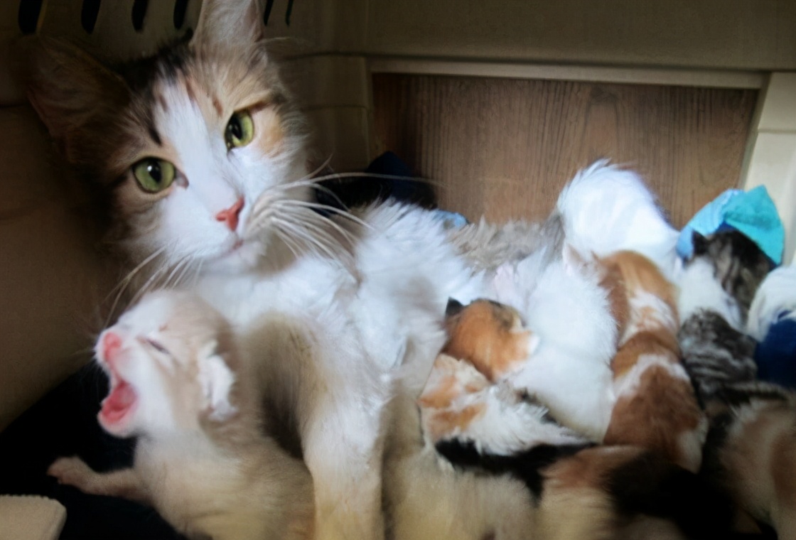 小猫出生几周可以加辅食呢（附：适合幼猫添加的辅食）