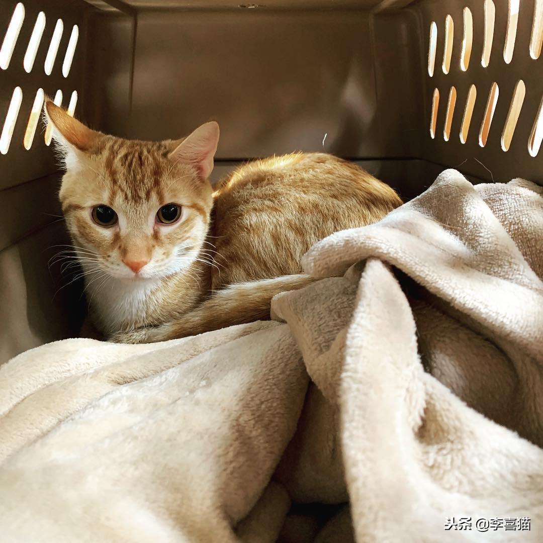 公猫绝育后一直不吃饭（猫绝育后食欲不振和嗜睡持续3天立即就医）