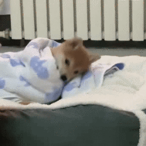 治愈人的猫咪图片合集（盘点抖音最火的猫猫头像）