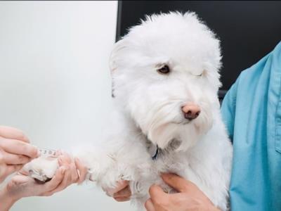 狗狗发烧的几大特征（狗狗发烧能自愈吗）