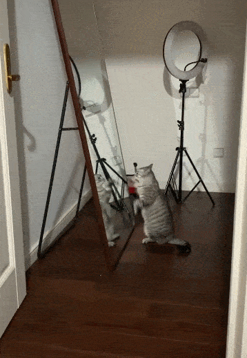 美国短毛猫怎么养(详解:美国短毛猫的优缺点)