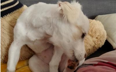 狗狗经常舔哪几个地方（狗狗脚掌缝发红一直舔）