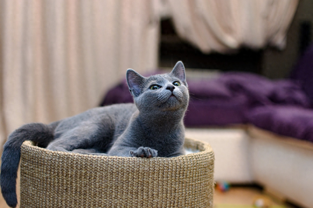 斯芬克斯猫等价格一览表2023（猫奴必备：探秘养猫界的名贵品种）