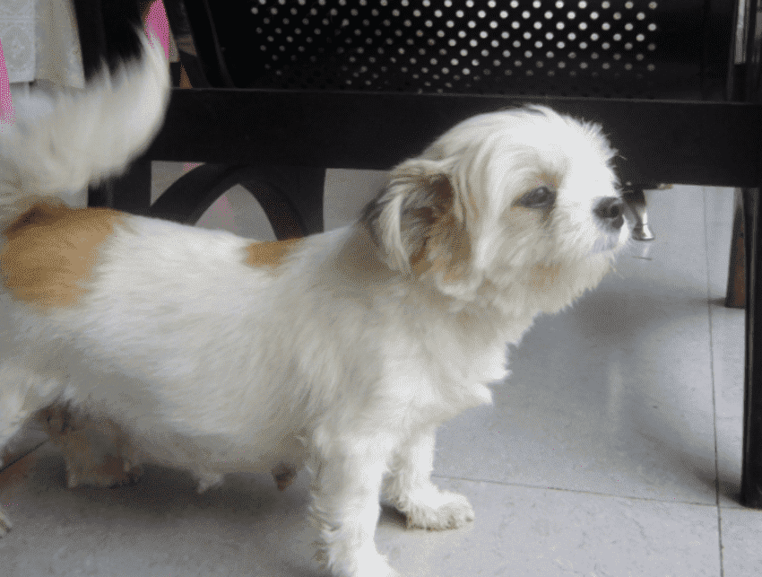 狗狗会咬主人的几个原因（附：狗狗为什么突然咬主人）