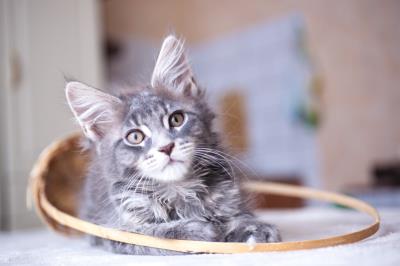 猫咪流脓鼻涕吃什么药(猫咪伤口化脓用什么药)