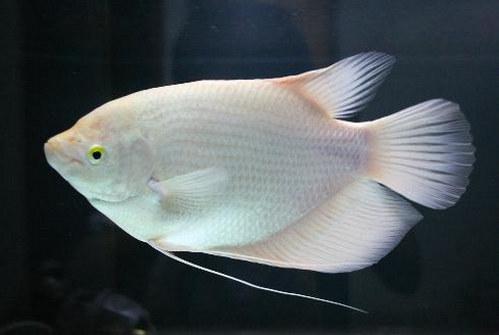 淡水观赏鱼种类大全及名字及图片（淡水观赏鱼排行榜）