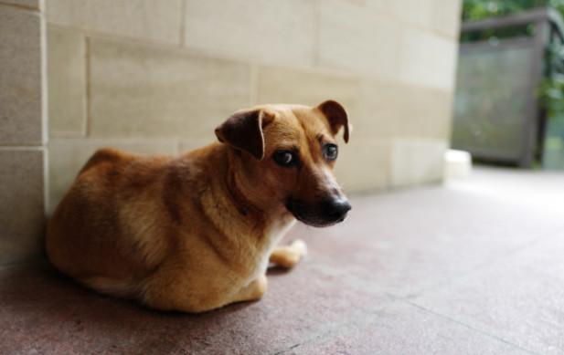 训练狗狗技巧和方法(幼犬认主训练需要四个月的时间)