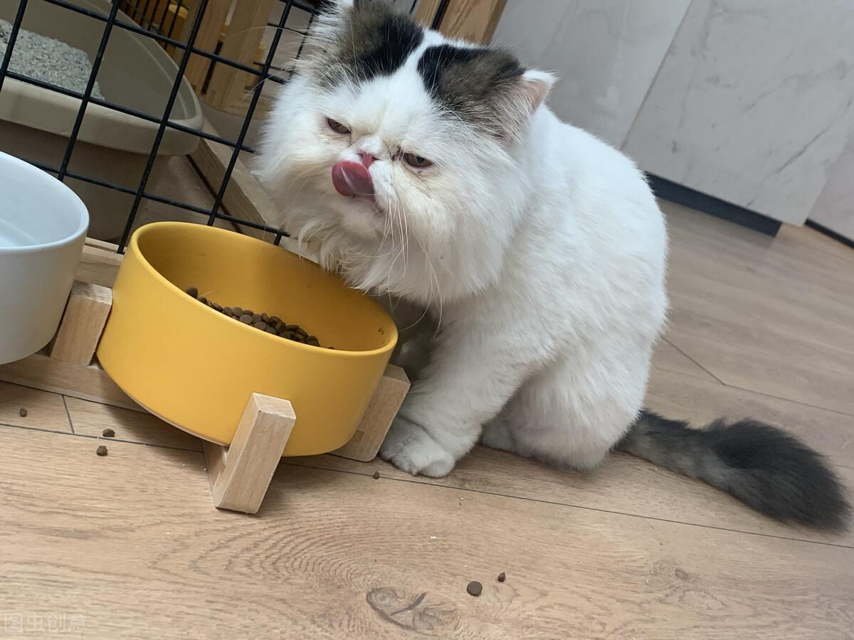 猫咪太胖了怎么减肥（ 猫咪的胖瘦对比图及减肥方法）