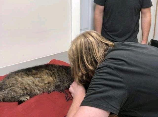 猫看见主人哭会怎么样(主人哭了猫知道吗)