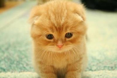 折耳猫一般发病是几岁 什么是假折耳