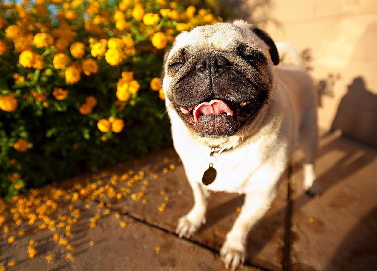 哈巴狗是什么狗品种呢（附：哈巴狗是土狗还是宠物狗）