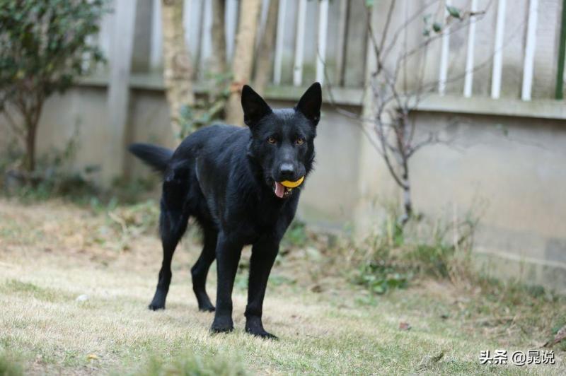 盘点东德牧羊犬的优缺点（教你如何鉴定纯东德牧羊犬）