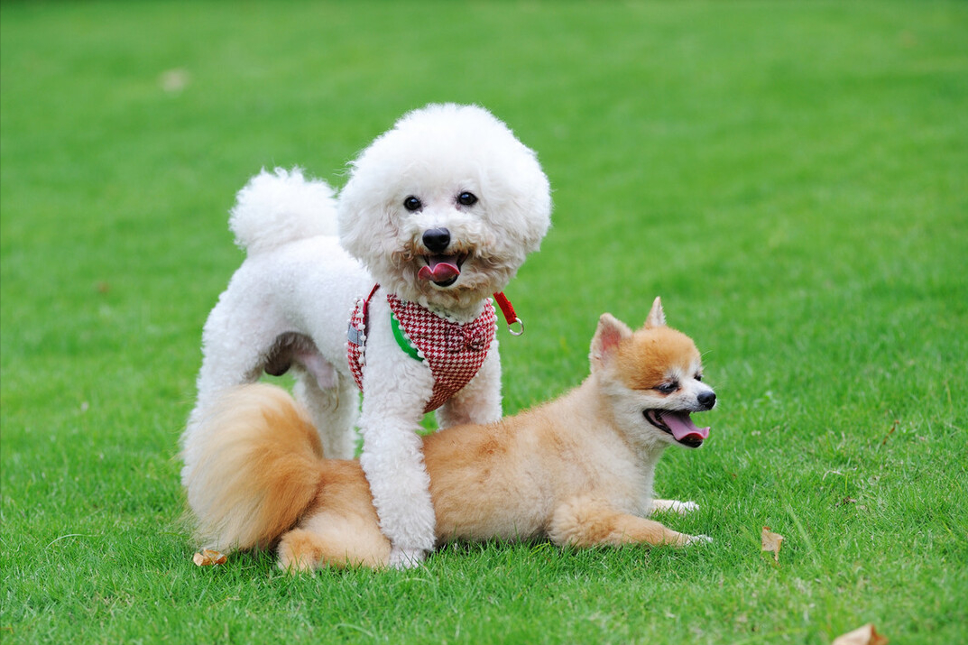 比熊和博美的优缺点(比熊和博美哪个好养)