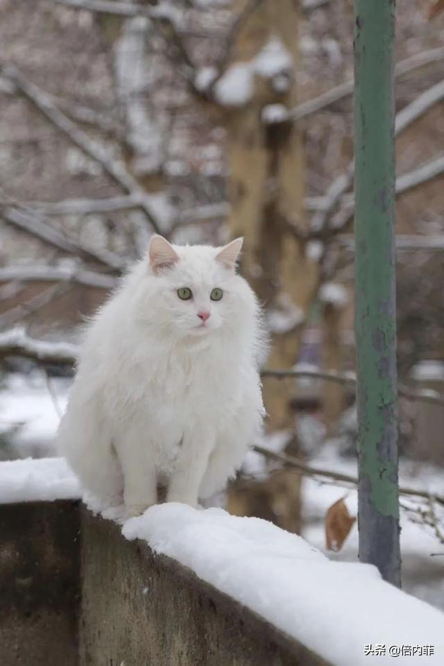猫咪肛门腺难挤嘛