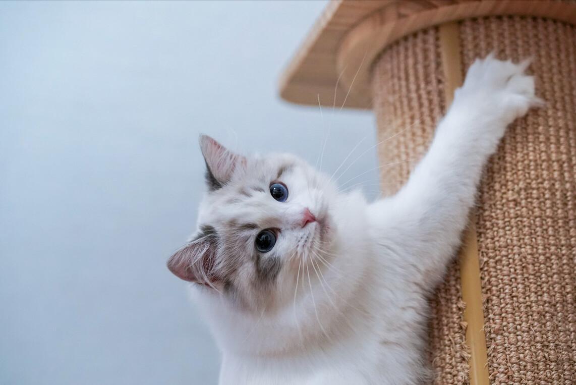 布偶猫认主人的几种行为（布偶猫只认一个铲屎官吗）