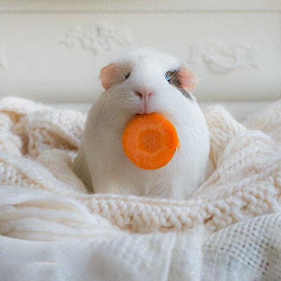 宠物荷兰猪是什么动物（注意：“荷兰猪”并不是猪哦是鼠类）