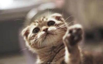 让猫咪长肉的猫粮就算好猫粮吗