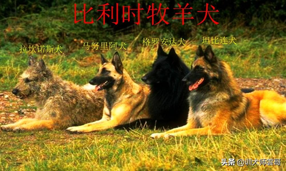 世界十大牧羊犬排名（牧羊犬哪个品种好）