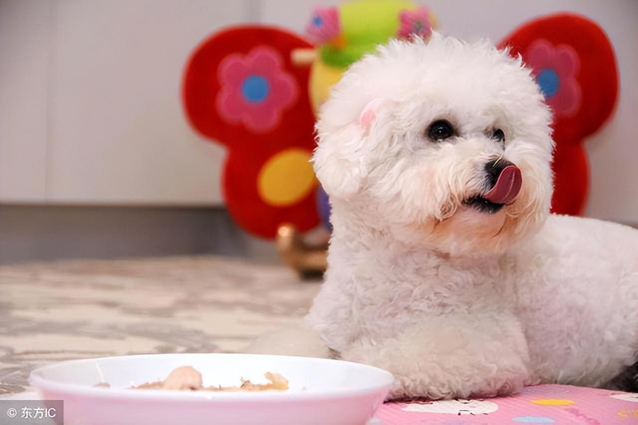 分享比熊最爱吃的10种食物（比熊犬吃什么食物对身体最好）