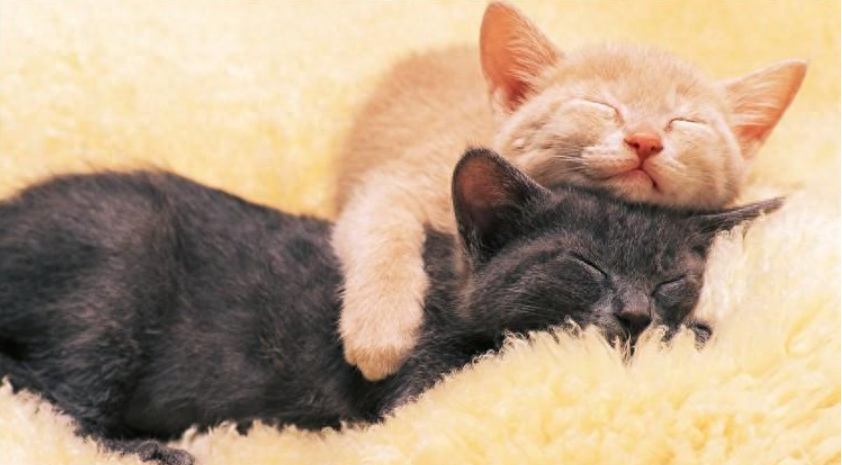 猫知道人在亲她吗（附：猫咪眼中主人的“亲吻”是恐惧）