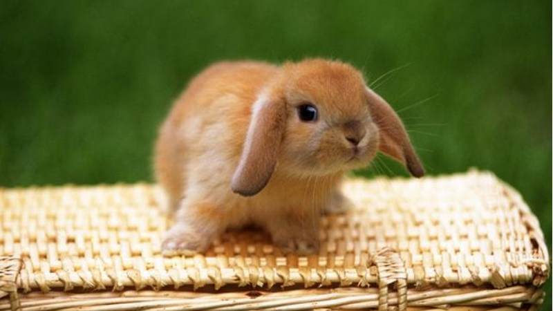 养兔子需要知道的拓展小知识（附：兔子知道饥饱吗）