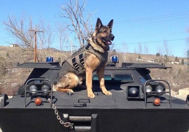 德牧犬正确的训练方式（德国牧羊犬如何训练）