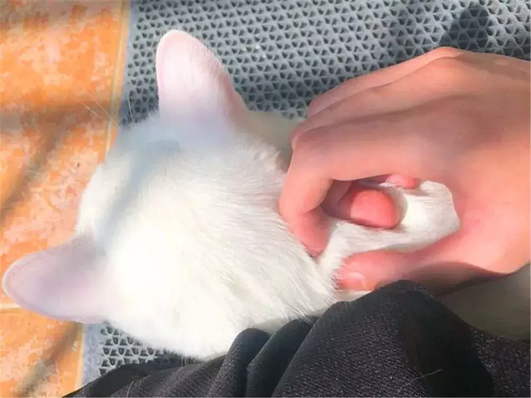 母猫绝育第一天夜里是危险期(绝育后母猫恢复伤口愈合快的护理方法)