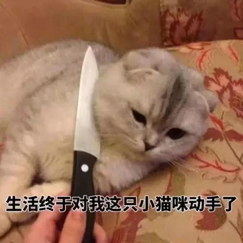 如何防止不绝育公猫乱尿（附：除了绝育能让猫不乱尿的妙招）