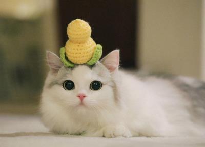 布偶猫的优缺点（布偶猫的特点）