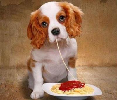 20种狗狗能吃的食物超全合集