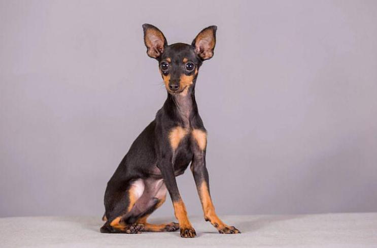 后悔养小鹿犬的人多吗（详解：不敢养小鹿犬的几个原因）