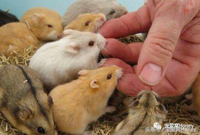 盘点各种色系的坎贝尔仓鼠（为何不建议养银狐仓鼠）