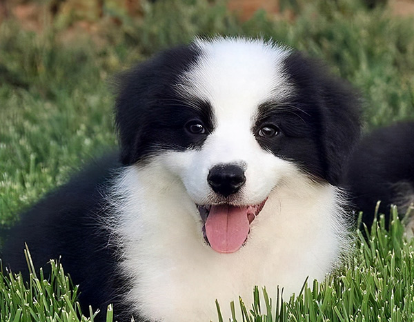 养边牧的7大禁忌(附:养边牧需要注意些什么)