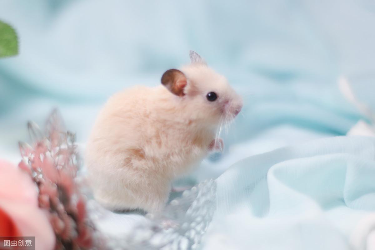 金丝熊怀孕快生前的表现（详解：金丝熊临产前一天的征兆）