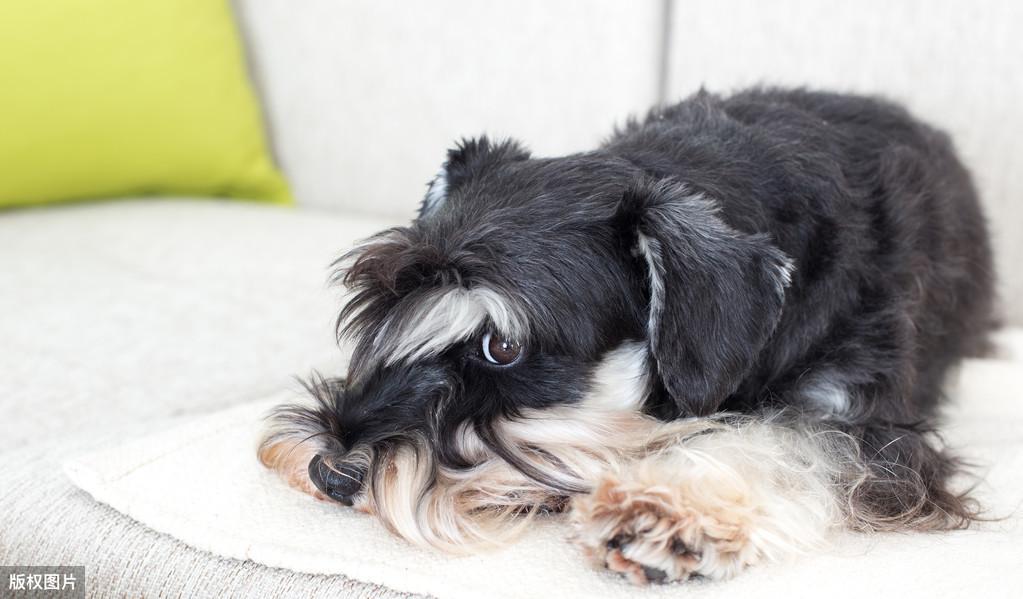 了解拥有7种性格的雪纳瑞（雪纳瑞性格怎么样）