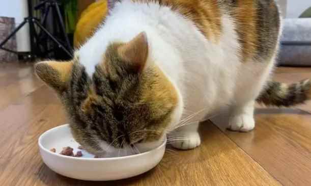 小猫会不会把自己撑死（2个月以下的幼猫会不会把自己撑死?）