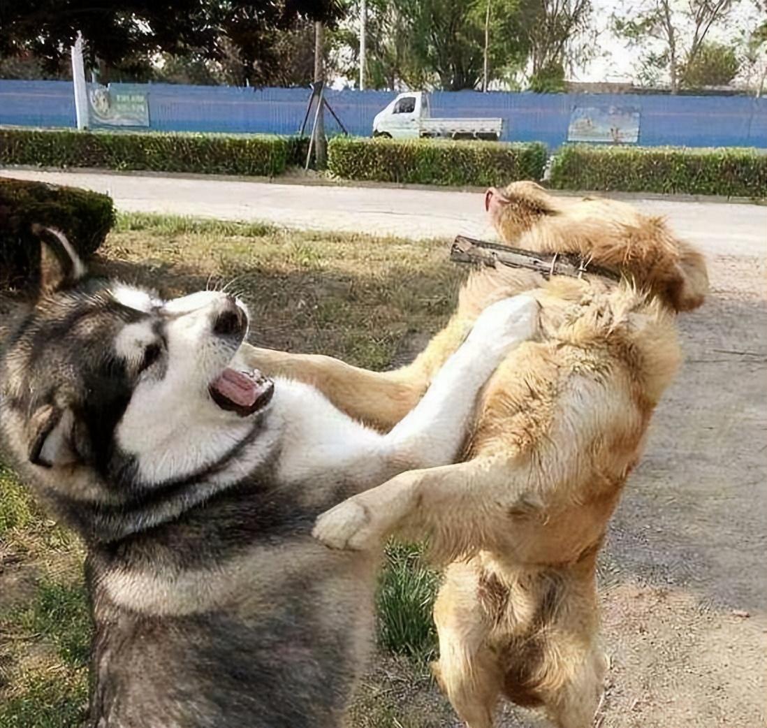 女人为什么不能养金毛(不建议养金毛的6大原因)