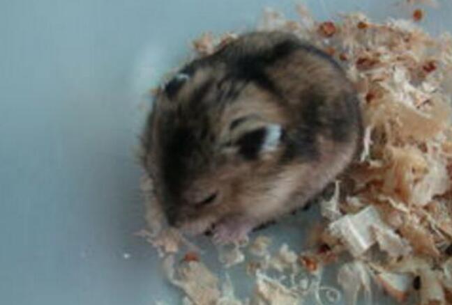 仓鼠仅仅只是喜欢刨木屑嘛（附：仓鼠一直在刨木屑的原因）