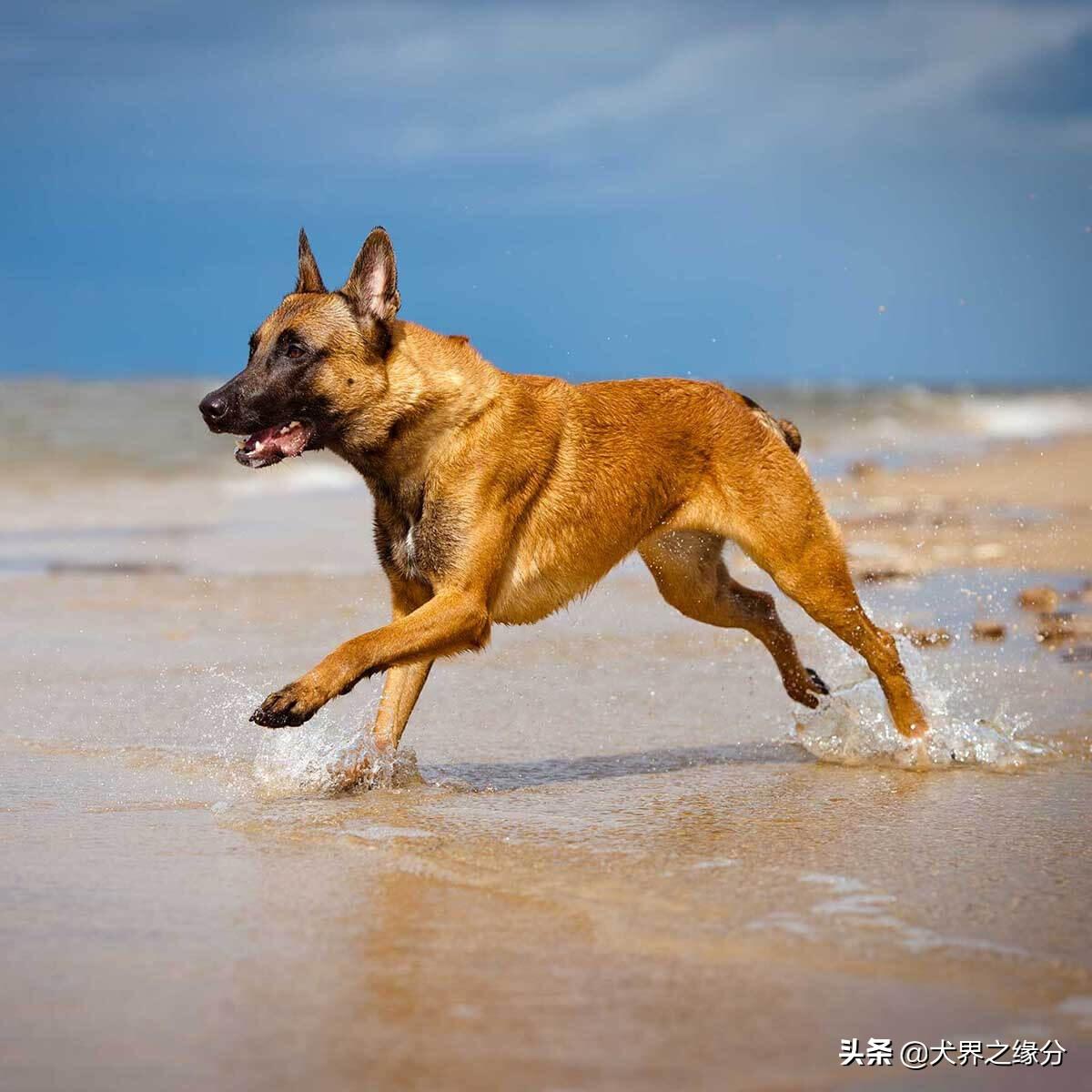 马犬图片大全纯种长啥样（教你3点精髓让你成为马犬专家）