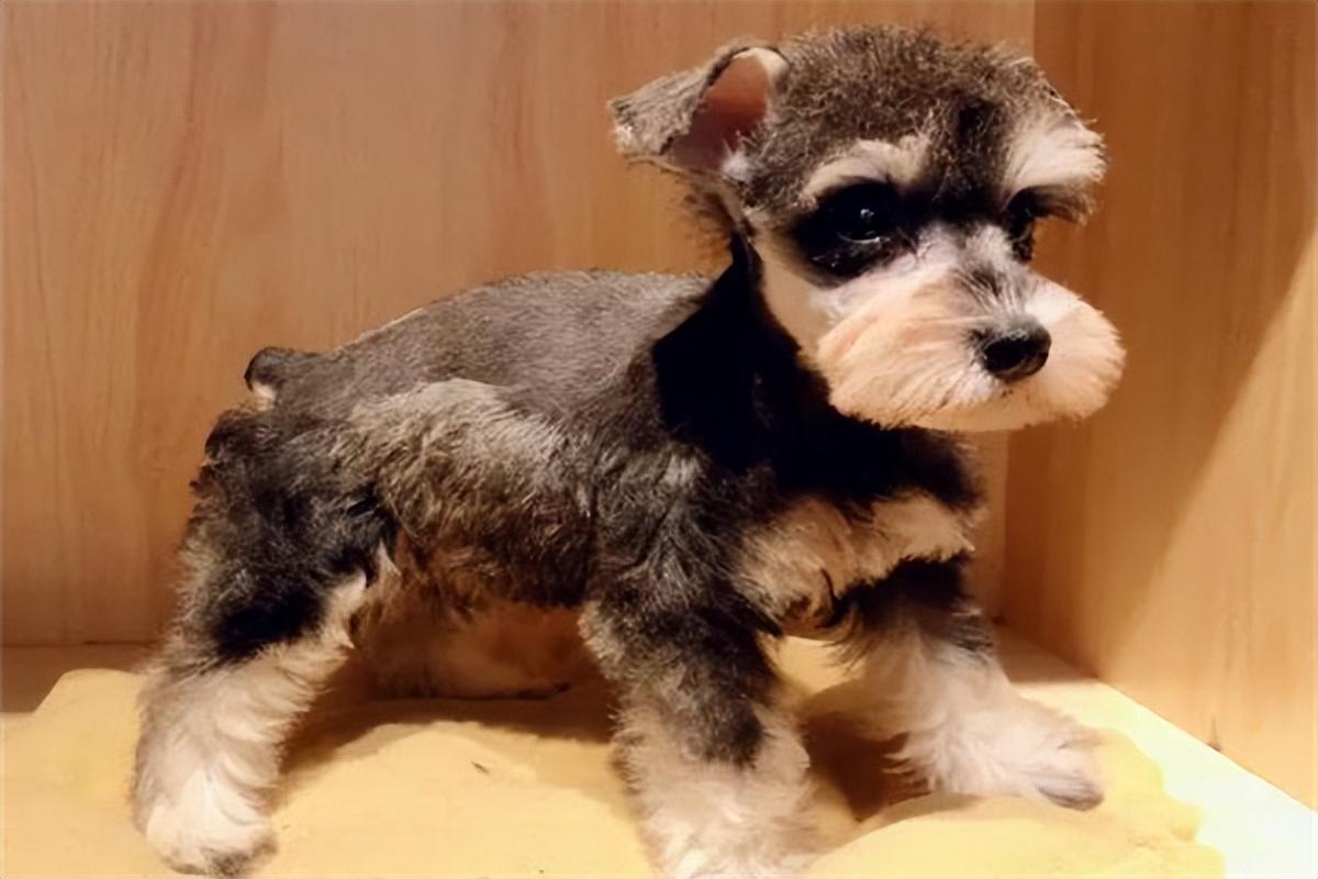 巨型雪纳瑞多少钱一只（雪纳瑞和泰迪哪个好养）