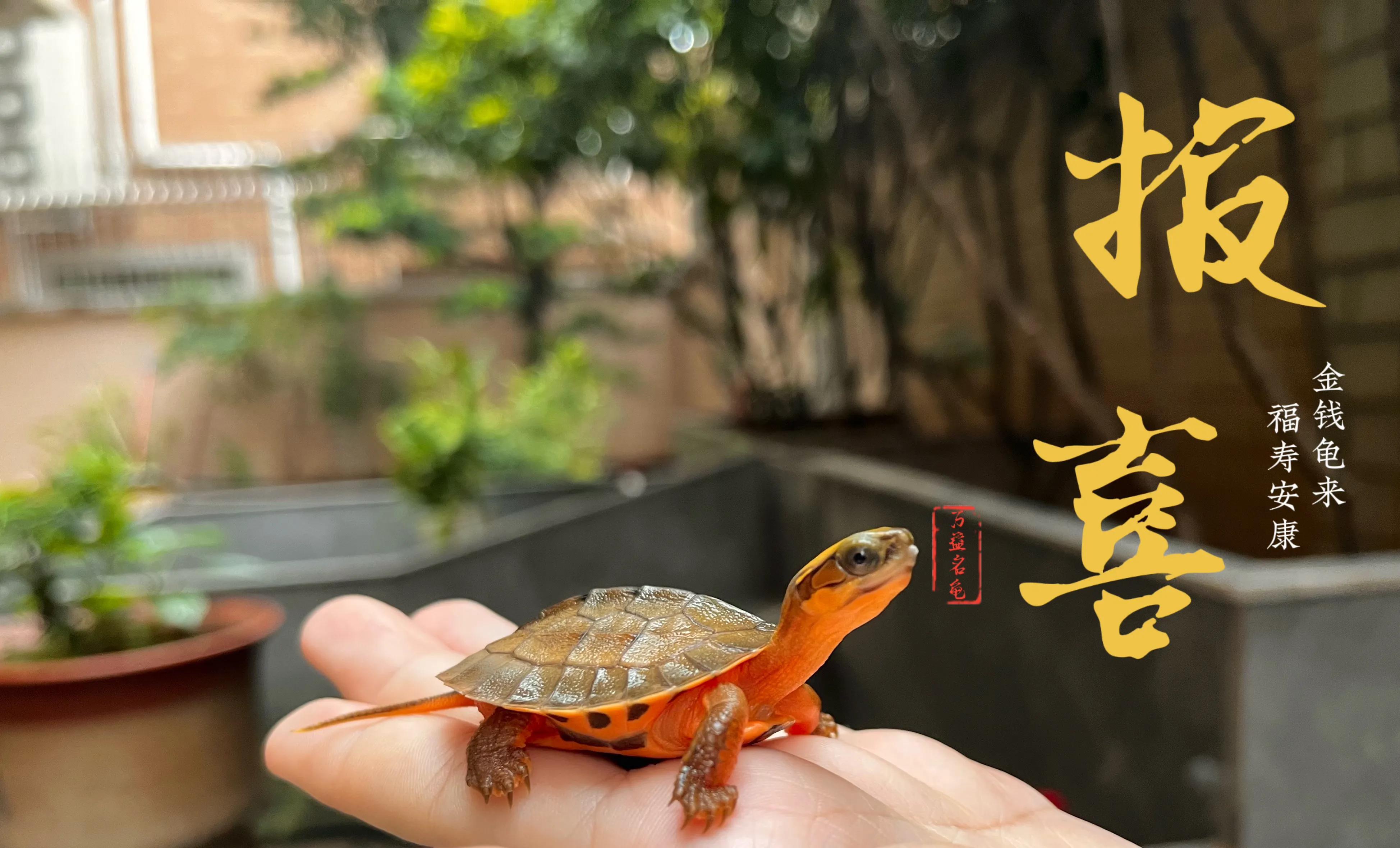 家庭式金钱龟养殖方法（金钱龟怎么养）