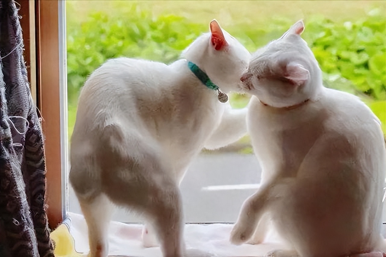 猫发情期嗷嗷叫啥原因